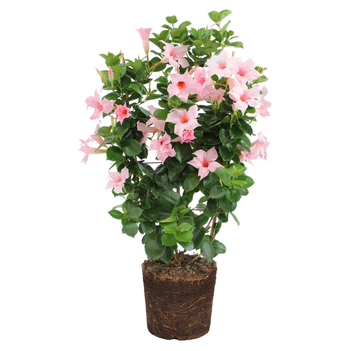 Mandevilla